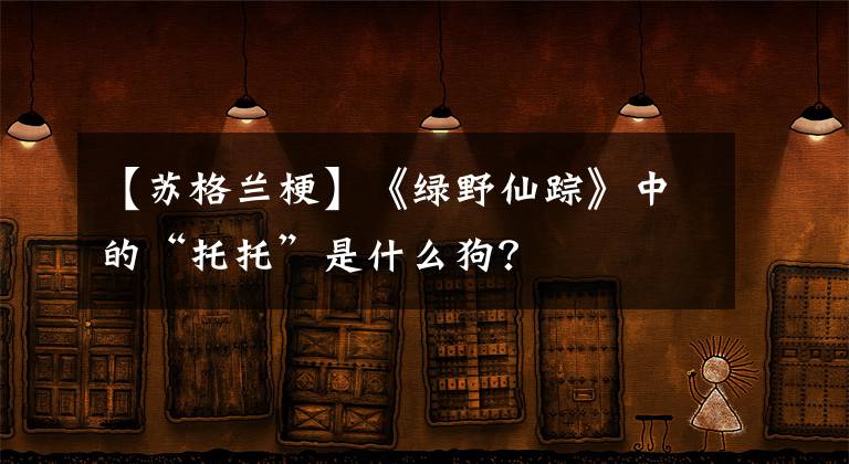 【苏格兰梗】《绿野仙踪》中的“托托”是什么狗？