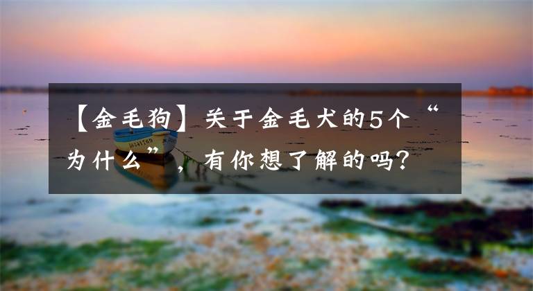 【金毛狗】关于金毛犬的5个“为什么”，有你想了解的吗？