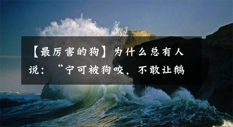 【最厉害的狗】为什么总有人说：“宁可被狗咬，不敢让鹅拧”？鹅究竟有多厉害？