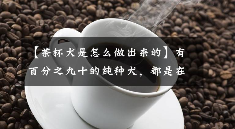 【茶杯犬是怎么做出来的】有百分之九十的纯种犬，都是在这一百年里被制造出来的