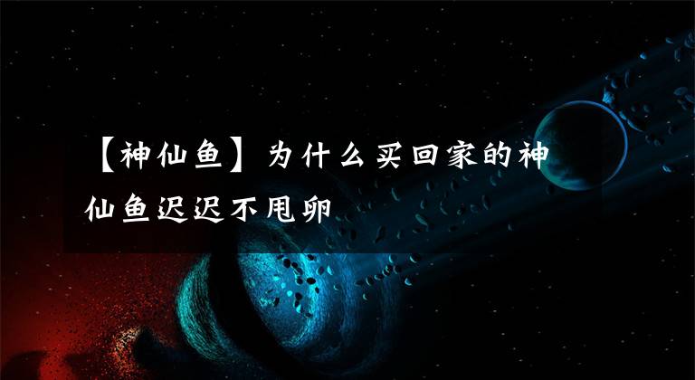 【神仙鱼】为什么买回家的神仙鱼迟迟不甩卵