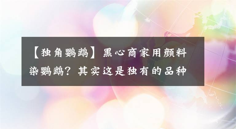 【独角鹦鹉】黑心商家用颜料染鹦鹉？其实这是独有的品种，半边体鹦鹉你见过吗