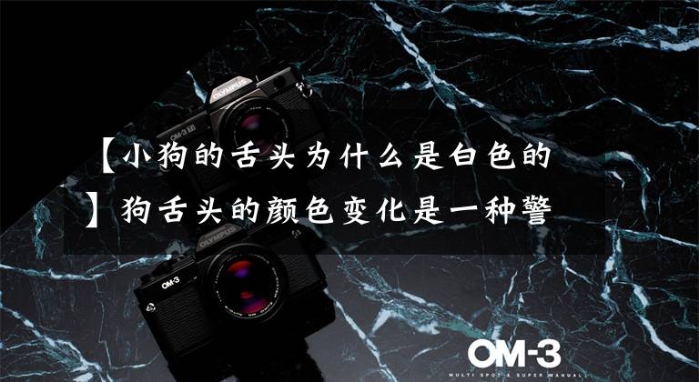 【小狗的舌头为什么是白色的】狗舌头的颜色变化是一种警报信号，所以作为主人要重视文章配图
