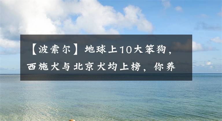 【波索尔】地球上10大笨狗，西施犬与北京犬均上榜，你养了吗？