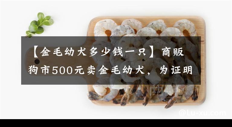 【金毛幼犬多少钱一只】商贩狗市500元卖金毛幼犬，为证明血统纯正把大狗也一块带来！