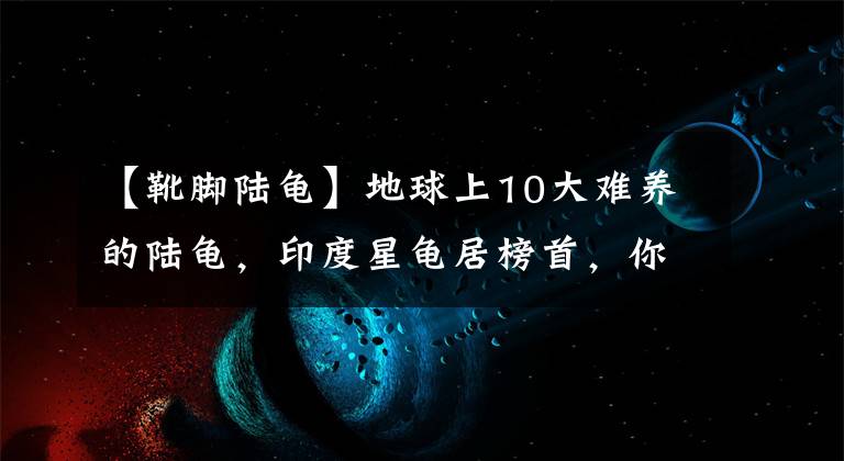 【靴脚陆龟】地球上10大难养的陆龟，印度星龟居榜首，你有养过一种吗？