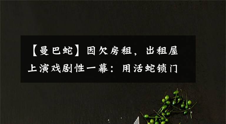 【曼巴蛇】因欠房租，出租屋上演戏剧性一幕：用活蛇锁门，绿曼巴蛇有多毒？