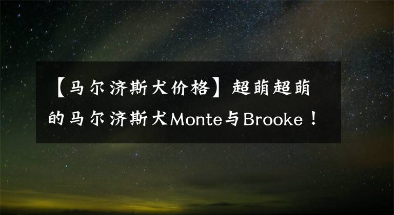 【马尔济斯犬价格】超萌超萌的马尔济斯犬Monte与Brooke！