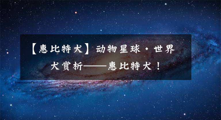 【惠比特犬】动物星球·世界名犬赏析——惠比特犬！