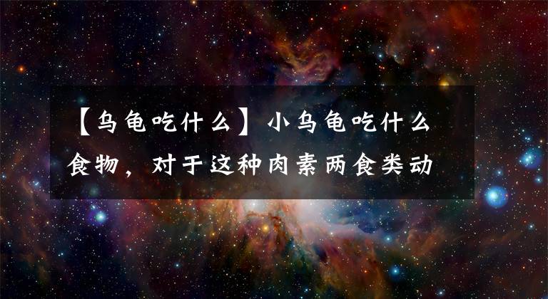 【乌龟吃什么】小乌龟吃什么食物，对于这种肉素两食类动物，食物需要合理搭配