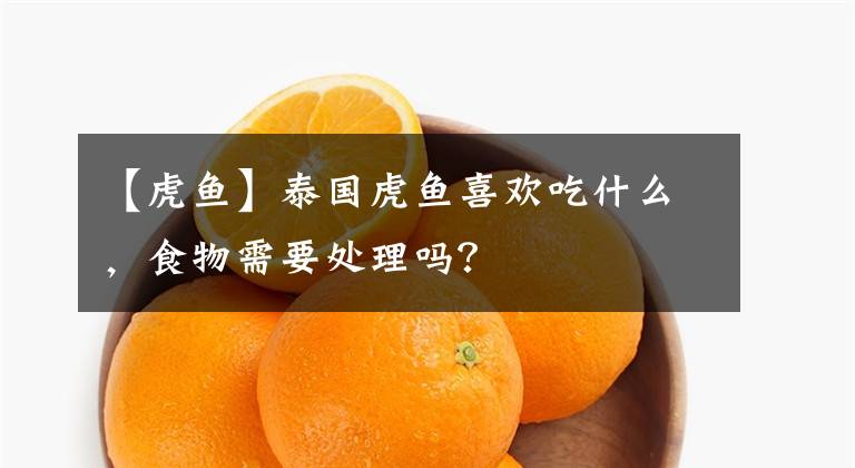 【虎鱼】泰国虎鱼喜欢吃什么，食物需要处理吗？