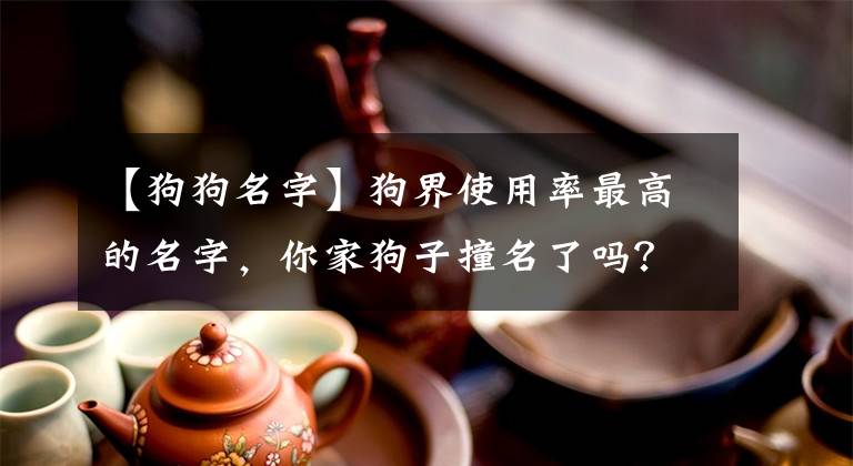 【狗狗名字】狗界使用率最高的名字，你家狗子撞名了吗？