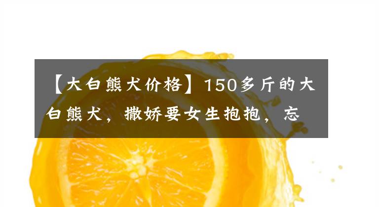 【大白熊犬价格】150多斤的大白熊犬，撒娇要女生抱抱，忘记自己长大了吧