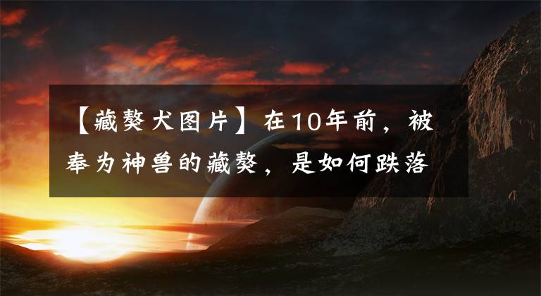 【藏獒犬图片】在10年前，被奉为神兽的藏獒，是如何跌落神坛的