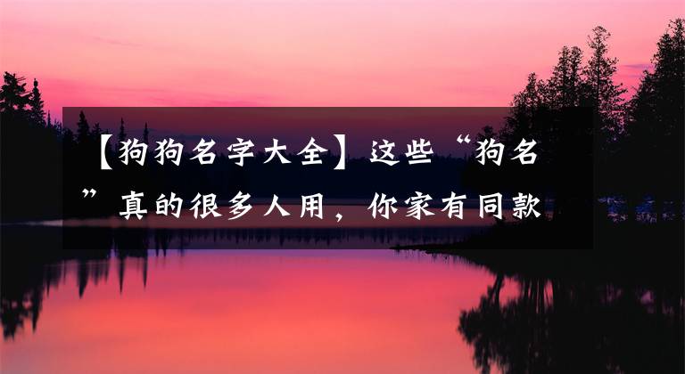 【狗狗名字大全】这些“狗名”真的很多人用，你家有同款名字吗？