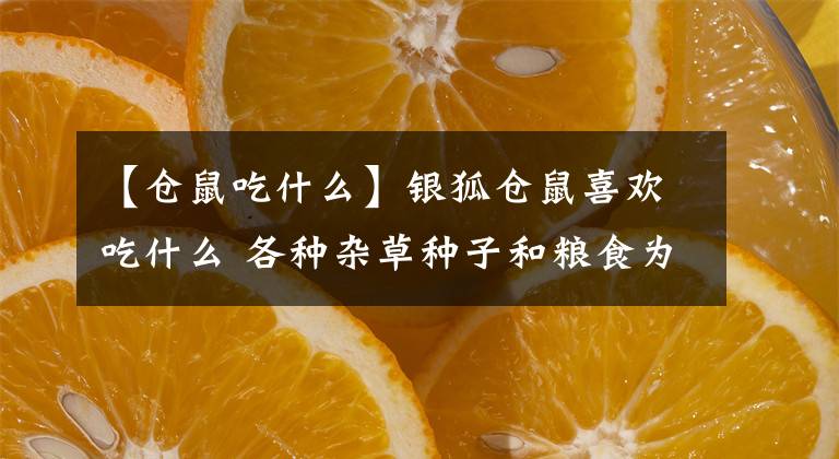 【仓鼠吃什么】银狐仓鼠喜欢吃什么 各种杂草种子和粮食为主