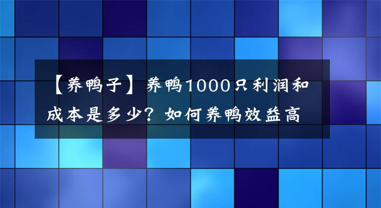 【养鸭子】养鸭1000只利润和成本是多少？如何养鸭效益高？