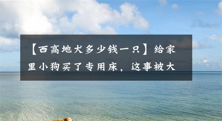 【西高地犬多少钱一只】给家里小狗买了专用床，这事被大金毛知道后…