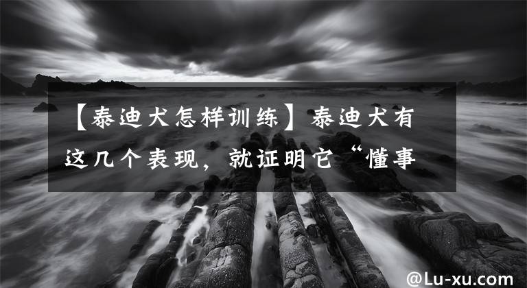 【泰迪犬怎样训练】泰迪犬有这几个表现，就证明它“懂事”了，这狗没白疼