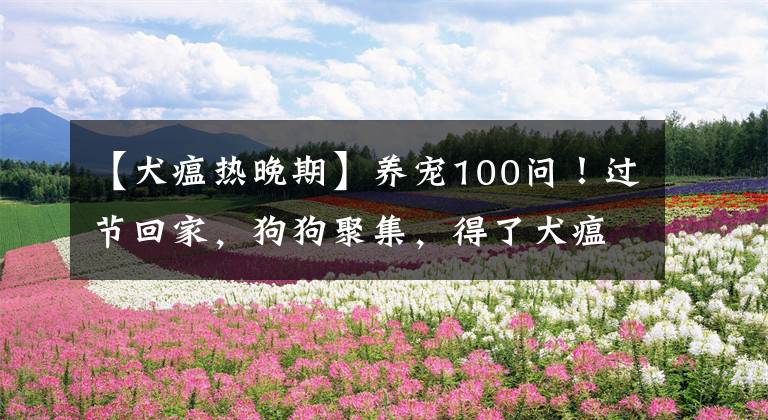 【犬瘟热晚期】养宠100问！过节回家，狗狗聚集，得了犬瘟细小怎么办？