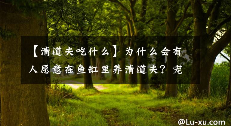 【清道夫吃什么】为什么会有人愿意在鱼缸里养清道夫？宠物鱼领域三大奇葩现象之一