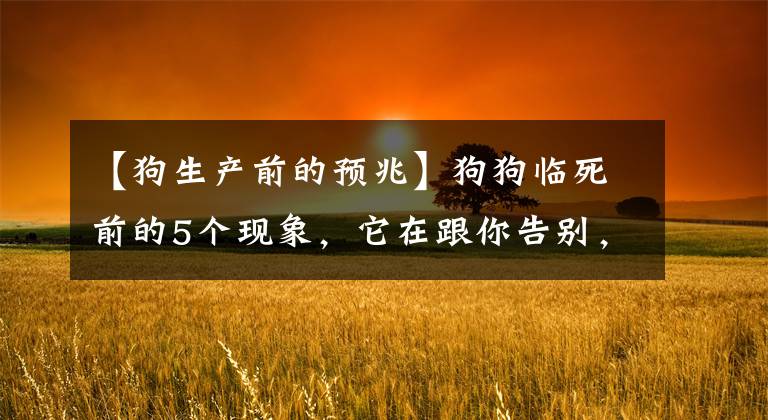 【狗生产前的预兆】狗狗临死前的5个现象，它在跟你告别，主人都不忍心看到