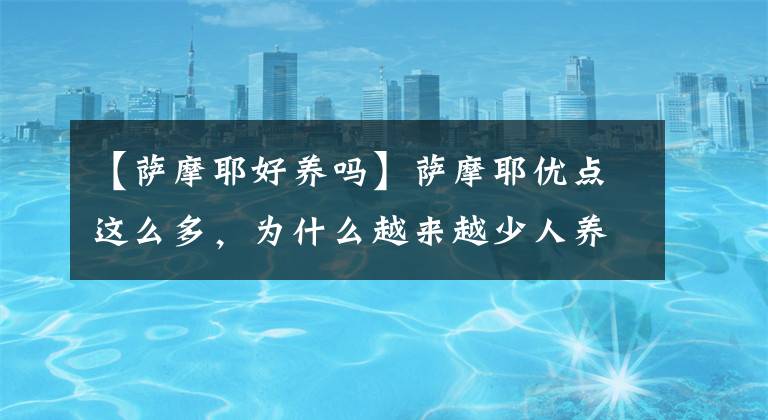 【萨摩耶好养吗】萨摩耶优点这么多，为什么越来越少人养？原因有5个