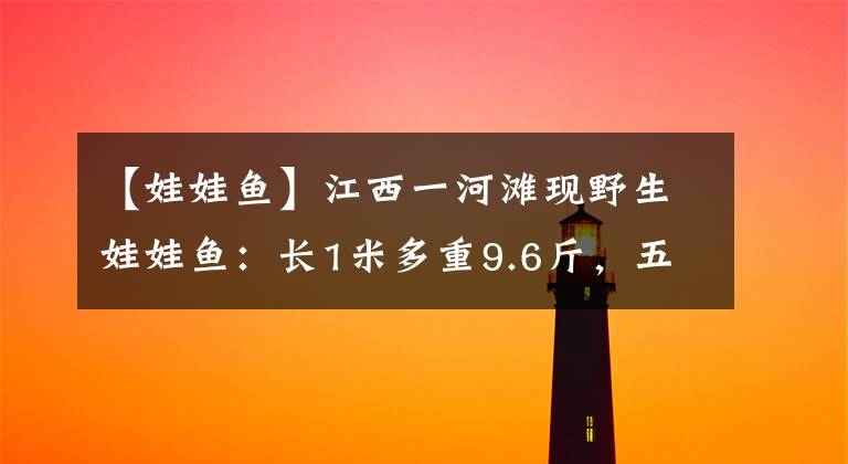 【娃娃鱼】江西一河滩现野生娃娃鱼：长1米多重9.6斤，五旬老人直呼罕见