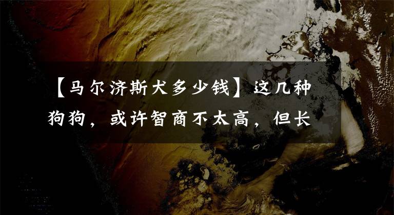 【马尔济斯犬多少钱】这几种狗狗，或许智商不太高，但长相没话说