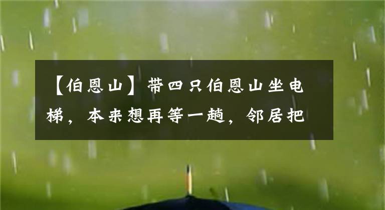 【伯恩山】带四只伯恩山坐电梯，本来想再等一趟，邻居把主人瞬间暖哭