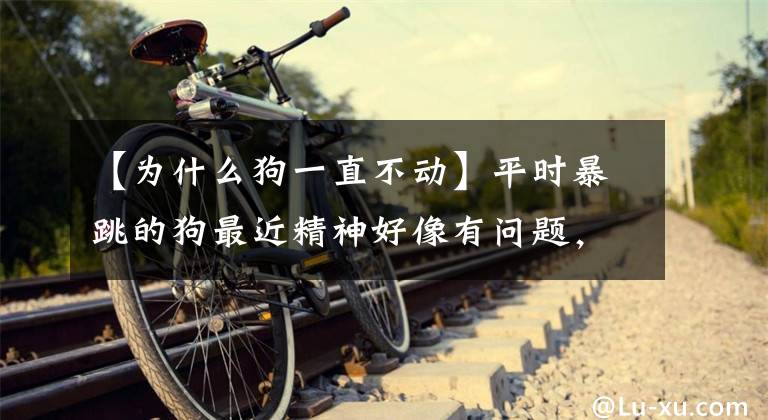 【为什么狗一直不动】平时暴跳的狗最近精神好像有问题，总是原地一动不动文章配图