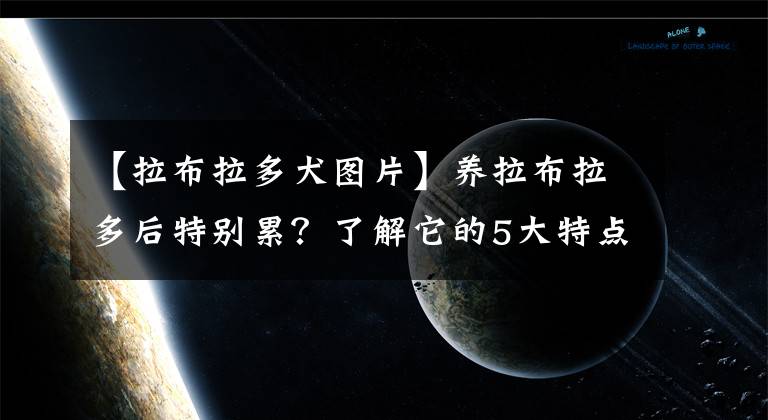 【拉布拉多犬图片】养拉布拉多后特别累？了解它的5大特点，养狗不踩坑