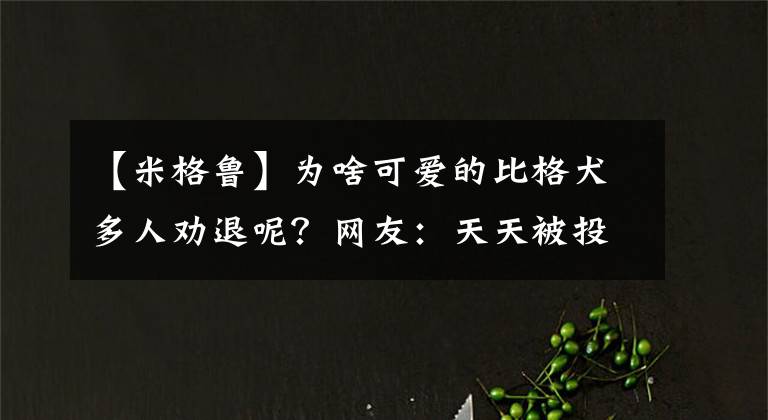 【米格鲁】为啥可爱的比格犬多人劝退呢？网友：天天被投诉