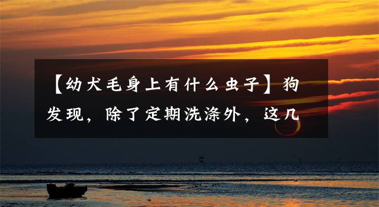 【幼犬毛身上有什么虫子】狗发现，除了定期洗涤外，这几种虫子一定不能放！文章配图