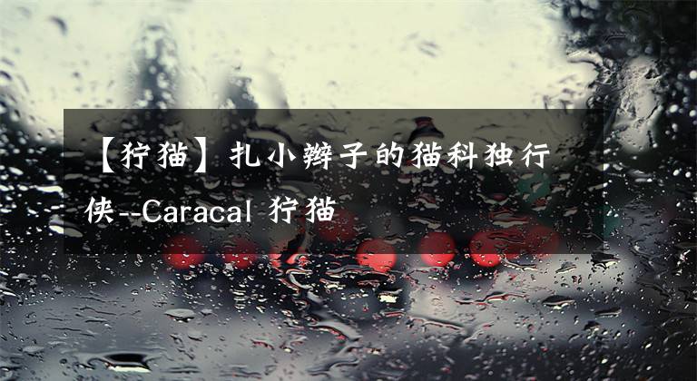 【狞猫】扎小辫子的猫科独行侠--Caracal 狞猫