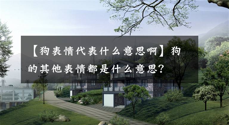 【狗表情代表什么意思啊】狗的其他表情都是什么意思？