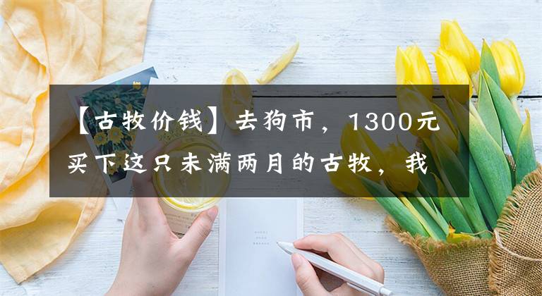 【古牧价钱】去狗市，1300元买下这只未满两月的古牧，我们的噩梦就开始了