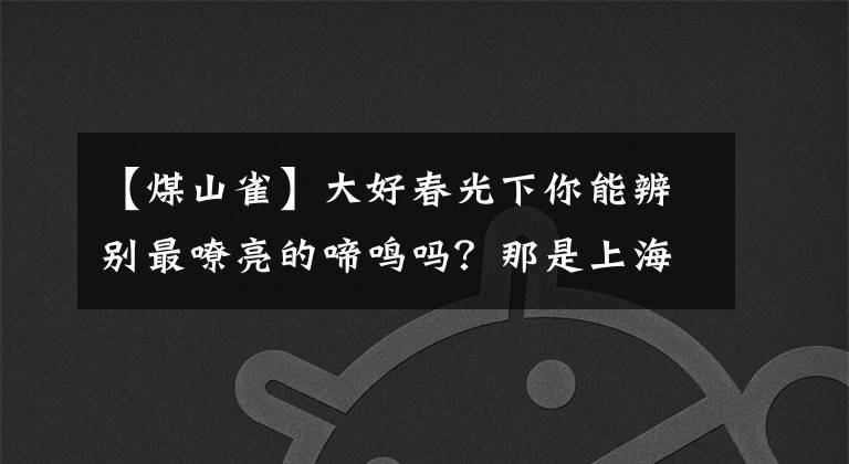 【煤山雀】大好春光下你能辨别最嘹亮的啼鸣吗？那是上海留鸟大山雀在“叫春”