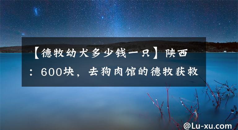 【德牧幼犬多少钱一只】陕西：600块，去狗肉馆的德牧获救，可叹忠诚狗狗，还想讨好主人