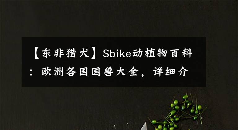 【东非猎犬】Sbike动植物百科：欧洲各国国兽大全，详细介绍及美图欣赏