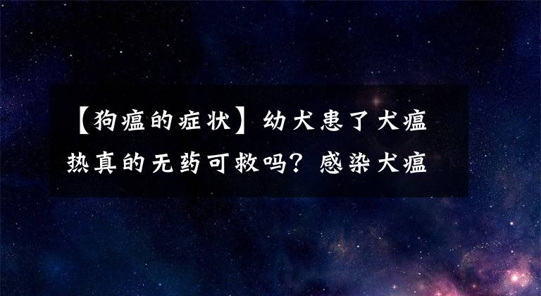 【狗瘟的症状】幼犬患了犬瘟热真的无药可救吗？感染犬瘟热有哪些症状呢？