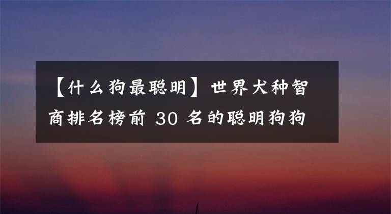 【什么狗最聪明】世界犬种智商排名榜前 30 名的聪明狗狗