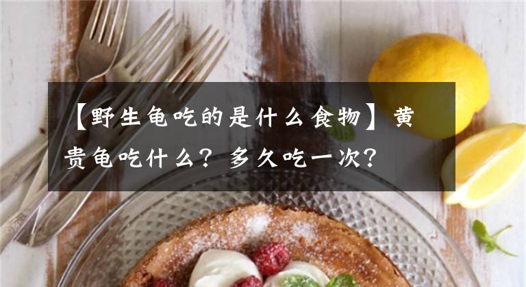 【野生龟吃的是什么食物】黄贵龟吃什么？多久吃一次？