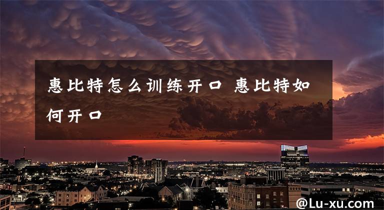 惠比特怎么训练开口 惠比特如何开口文章配图