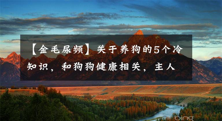 【金毛尿频】关于养狗的5个冷知识，和狗狗健康相关，主人应该了解一下