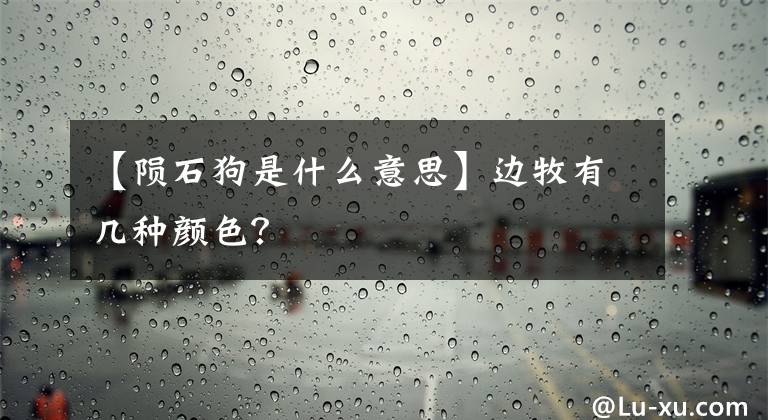 【陨石狗是什么意思】边牧有几种颜色？文章配图