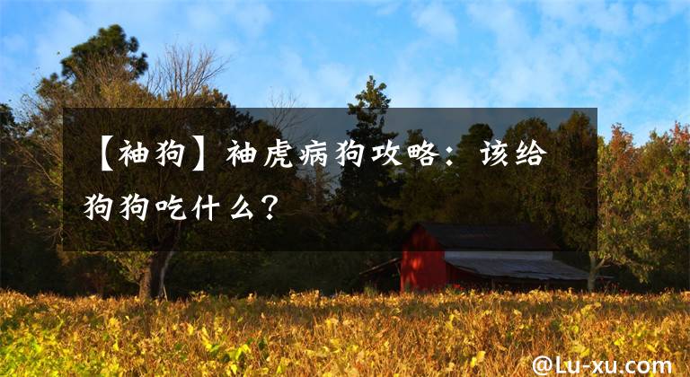 【袖狗】袖虎病狗攻略：该给狗狗吃什么？