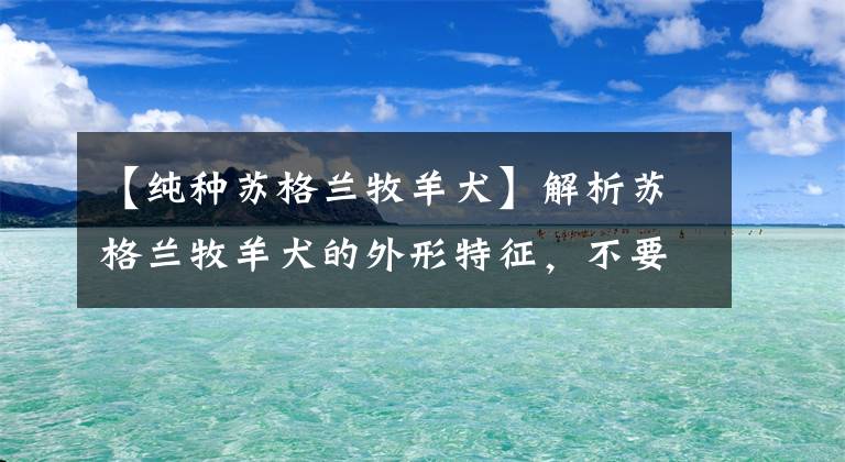 【纯种苏格兰牧羊犬】解析苏格兰牧羊犬的外形特征，不要再认错了哦！