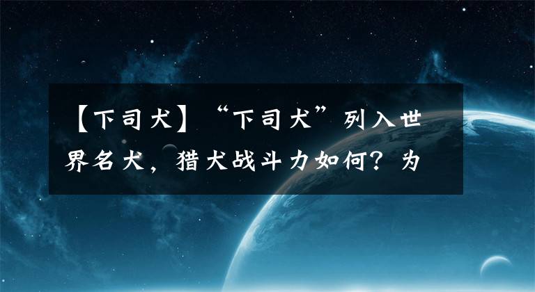 【下司犬】“下司犬”列入世界名犬，猎犬战斗力如何？为何只在贵州有？