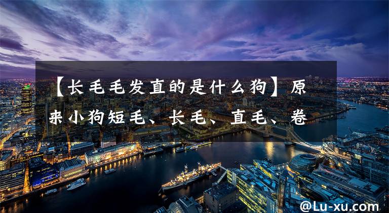 【长毛毛发直的是什么狗】原来小狗短毛、长毛、直毛、卷曲的毛护理有这么大的差别